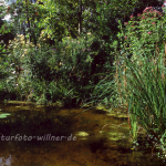 Gartenteich 11 Foto W. Willner