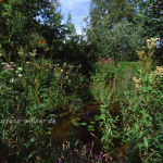 Gartenteich 12 Foto W. Willner
