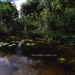 Gartenteich 14 Foto W. Willner