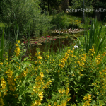 Gartenteich 39 Foto W. Willner