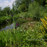 Gartenteich 40 Foto W. Willner