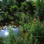 Gartenteich im Sommer 1 Foto W. Willner