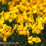 Goldlack (Cheranthus cheiri) Foto W. Willner-6