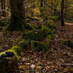 Hienheimer Forst NSG Ludwigshain Foto W. Willner _2016-12-21_1433_C0001_000151