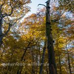 Hienheimer Forst NSG Ludwigshain Foto W. Willner _2016-12-21_1442_C0000_000059