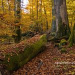 Hienheimer Forst NSG Ludwigshain Foto W. Willner _2016-12-21_1447_C0001_000048