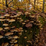 Hienheimer Forst NSG Ludwigshain Foto W. Willner _2016-12-21_1455_C0000_000021