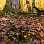 Hienheimer Forst NSG Ludwigshain Foto W. Willner _2016-12-21_1515_C0001_000024