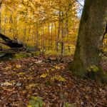 Hienheimer Forst NSG Ludwigshain Foto W. Willner _2016-12-21_1518_C0005_000021