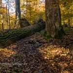 Hienheimer Forst NSG Ludwigshain Foto W. Willner _2016-12-21_1525_C0000_000025