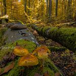 Hienheimer Forst NSG Ludwigshain Foto W. Willner _2016-12-21_1533_C0001_000397