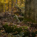 Hienheimer Forst NSG Ludwigshain Foto W. Willner _2016-12-21_1545_C0002_000051