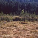 Hochmoor im Voralpenland Foto W. Willner 775