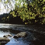 Ilz in der Nähe der Schneidermühle Bayerwald Foto W. Willner_060