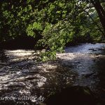 Ilz in der Nähe der Schrottenbaummühle Bayerwald Foto W. Willner_066