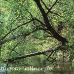 Isarmündung Auwald 7 Foto W. Willner