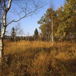 Moor bei Kolbermoor Foto W. Willner 080