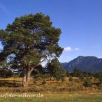 Murnauer Moos Foto W. Willner img228