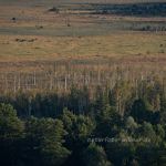 Murnauer Moos Foto W. Willner_42