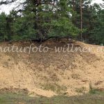 NSG Binnendünen Offenstetten 2 Foto W. Willner