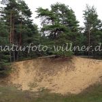 NSG Binnendünen Offenstetten 3 Foto W. Willner