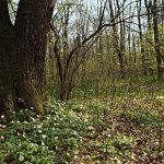 NSG Echinger Lohe Foto W. Willner 549