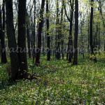 NSG Echinger Lohe Foto W. Willner 626