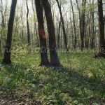 NSG Echinger Lohwald Foto W. Willner 695