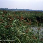 NSG Echinger Stausee 4 Foto W. Willner