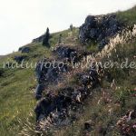 NSG Eichenberg Kallmünz Foto W. Willner 831