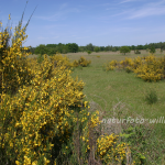 NSG Hainberg 3 Foto W. Willner