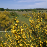 NSG Hainberg 5 Foto W. Willner