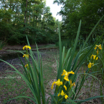 NSG Isarmündung Altwasser Foto W. Willner Naturfoto-2