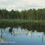 NSG Pietzmoor bei Schneverdingen Foto W. Willner 323