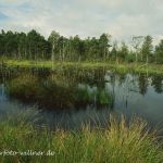 NSG Pietzmoor bei Schneverdingen Foto W. Willner 331