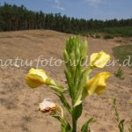 NSG Sanddünen bei Leinburg Foto W. Willner-4603_IMG