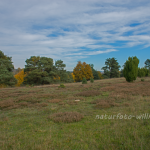 NSG Sandharlander Heide 5 Foto W. Willner