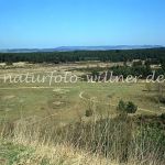 NSG Tennenlohe Foto W. Willner 308