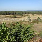 NSG Tennenlohe Foto W. Willner 428