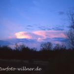 NSG Viehlassmoos 376 Foto W. Willner