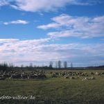 NSG Viehlassmoos Naturfoto Willner 599