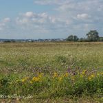 NSG Zitzmannsdorfer Wiesen Nationalpark Neusiedler See Foto W. Willner DSC_6437