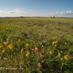 NSG Zitzmannsdorfer Wiesen Nationalpark Neusiedler See Foto W. Willner DSC_6444