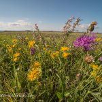 NSG Zitzmannsdorfer Wiesen Nationalpark Neusiedler See Foto W. Willner DSC_6445