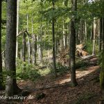 Nationalpark Bayer. Wald 11 Foto W. Willner