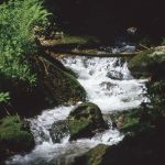 Nationalpark Bayerwald Bach Foto W. Willner 863