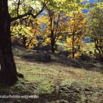 Nationalpark Berchtesgaden Bergahorn Herbst Foto W. Willner 487