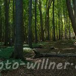 Nationalpark Jasmund Rügen Willner Naturfoto-42