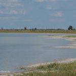 Nationalpark Neusiedler See Warmsee Foto W. Willner DSC_6491