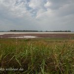 Nationalpark Neusiedler See oberer Stinkersee Foto W. Willner IMG_9888